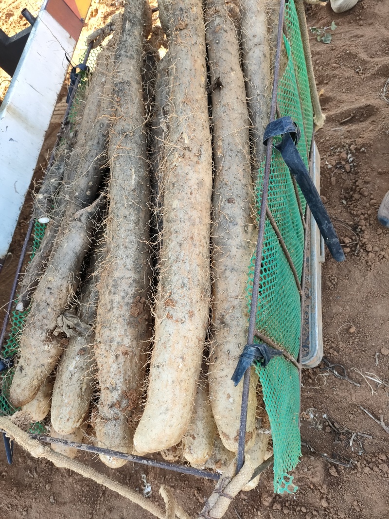 广西贺州精品淮山药大量供应，基地直发新鲜采摘量大从优