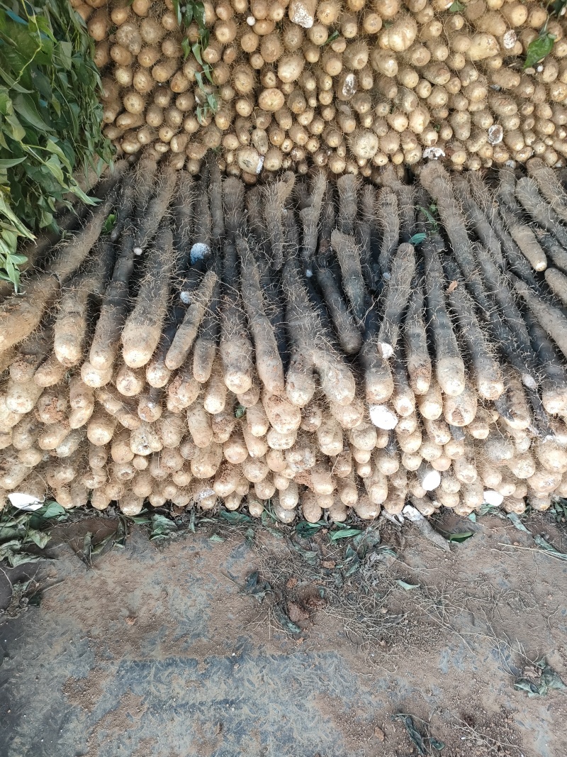 广西贺州精品淮山药大量供应，基地直发新鲜采摘量大从优