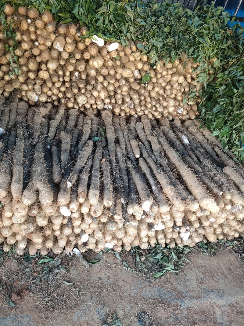 广西贺州精品淮山药大量供应，基地直发新鲜采摘量大从优