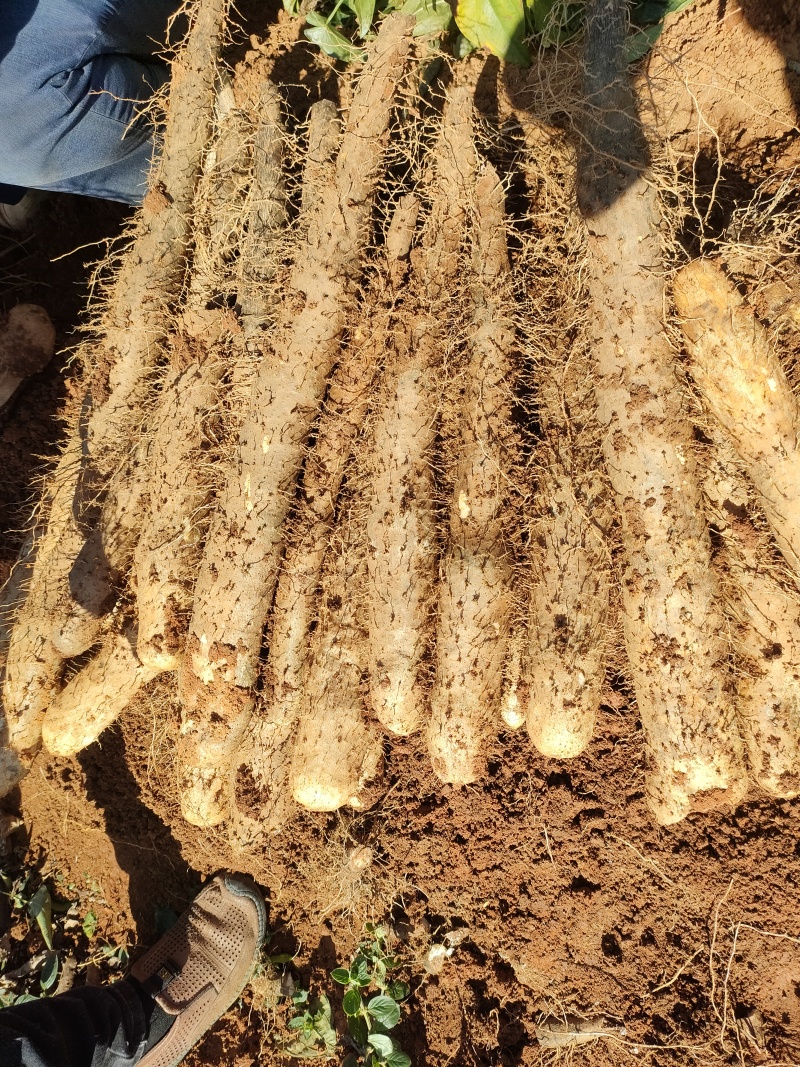 广西贺州精品淮山药大量供应，基地直发新鲜采摘量大从优