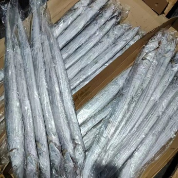 精品带鱼量大从优质量保证对接全国诚信经营欢迎咨询