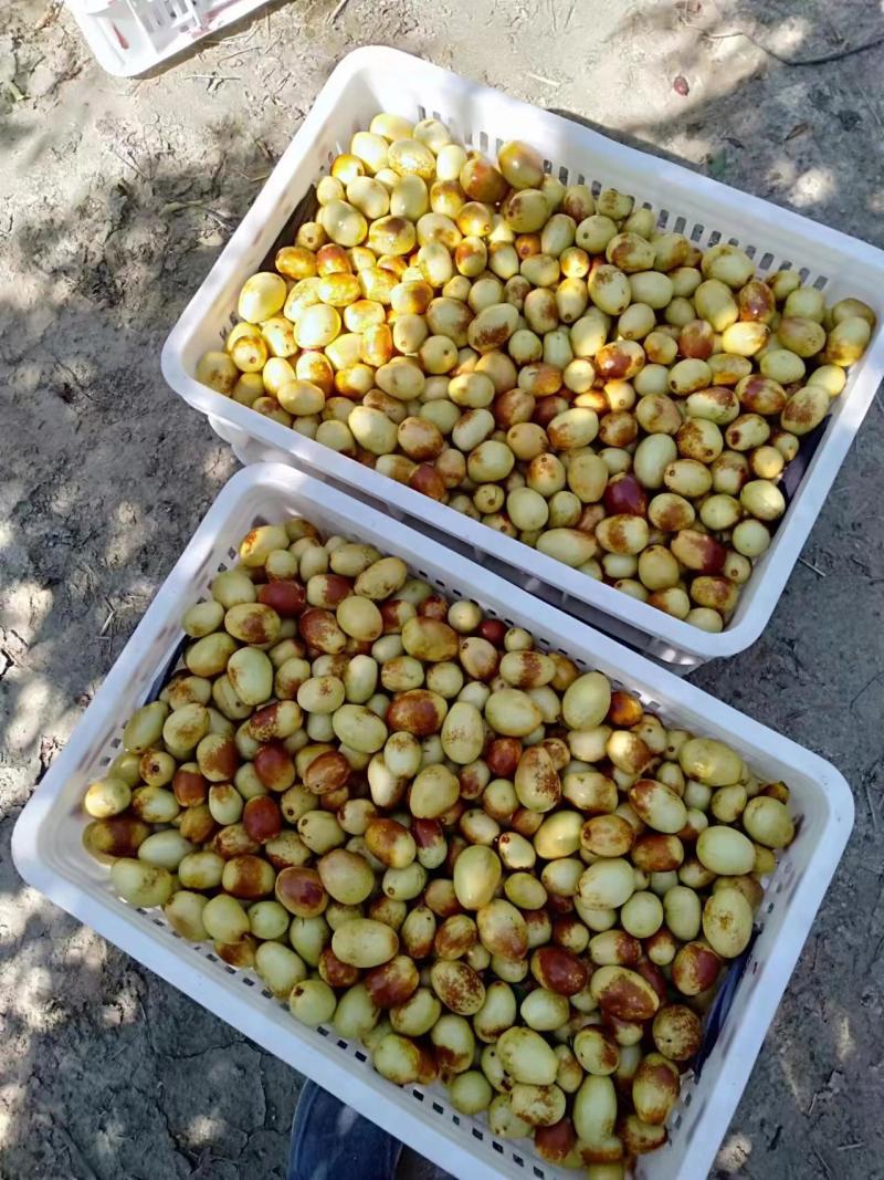 山东马奶枣大量现货货源充足适合批发零售电商