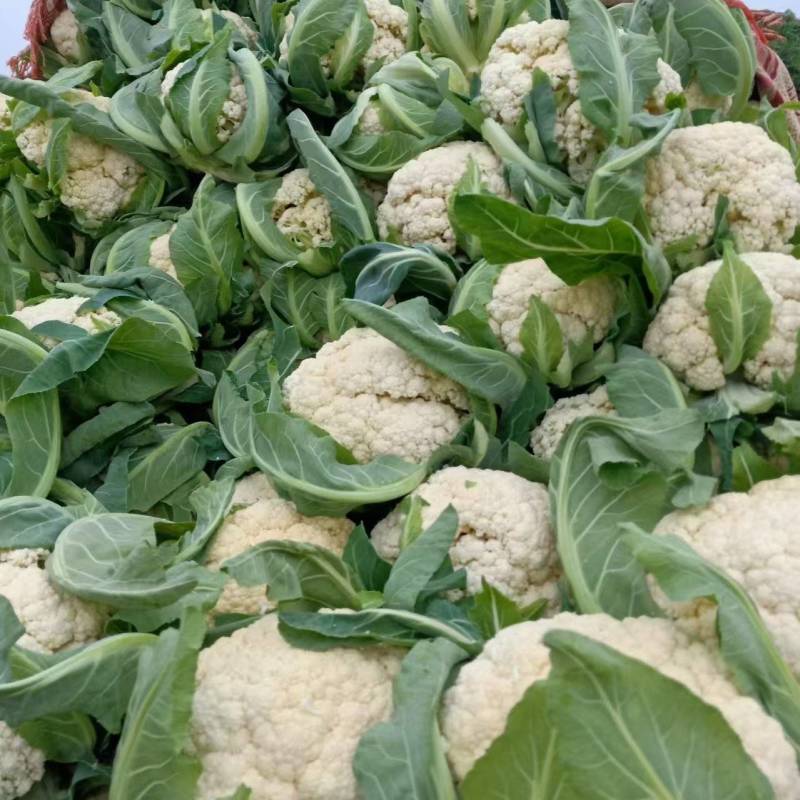 开封菜花松花菜产地直发大量现货价格便宜欢迎电话联系