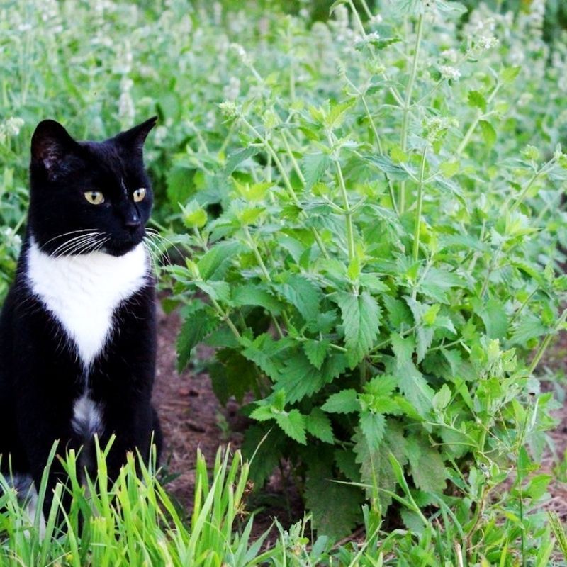 猫薄荷种子种籽四季阳台盆栽香草食用观赏猫薄荷猫草小麦草种