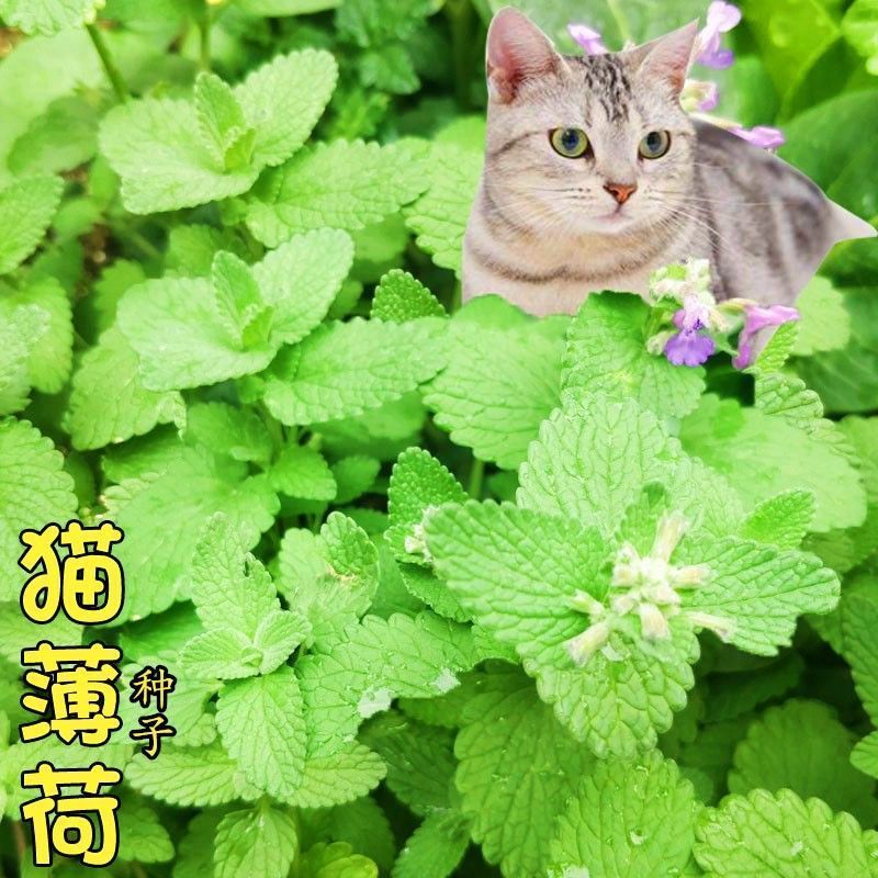 猫薄荷种子种籽四季阳台盆栽香草食用观赏猫薄荷猫草小麦草种