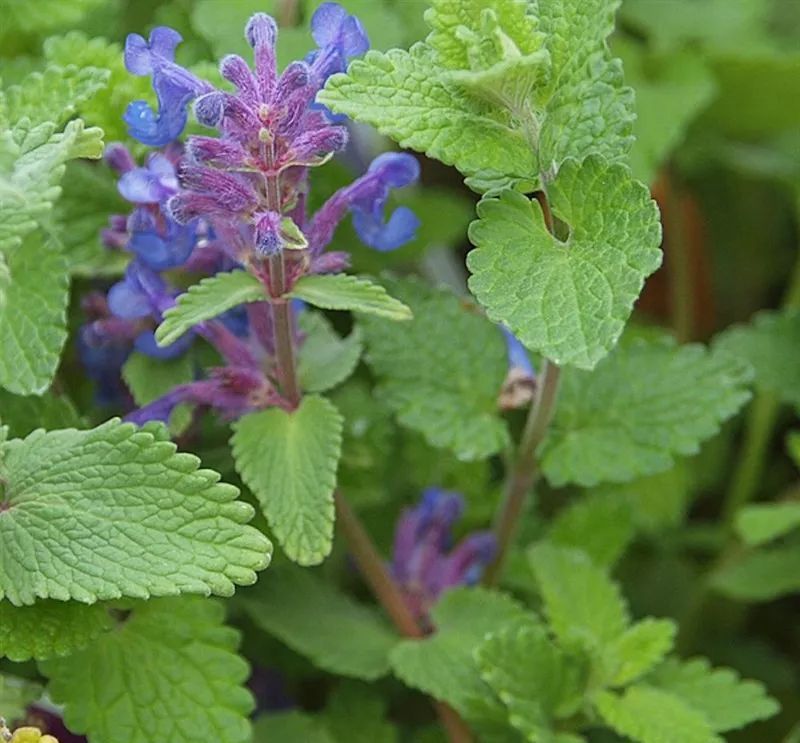 猫薄荷种子种籽四季阳台盆栽香草食用观赏猫薄荷猫草小麦草种