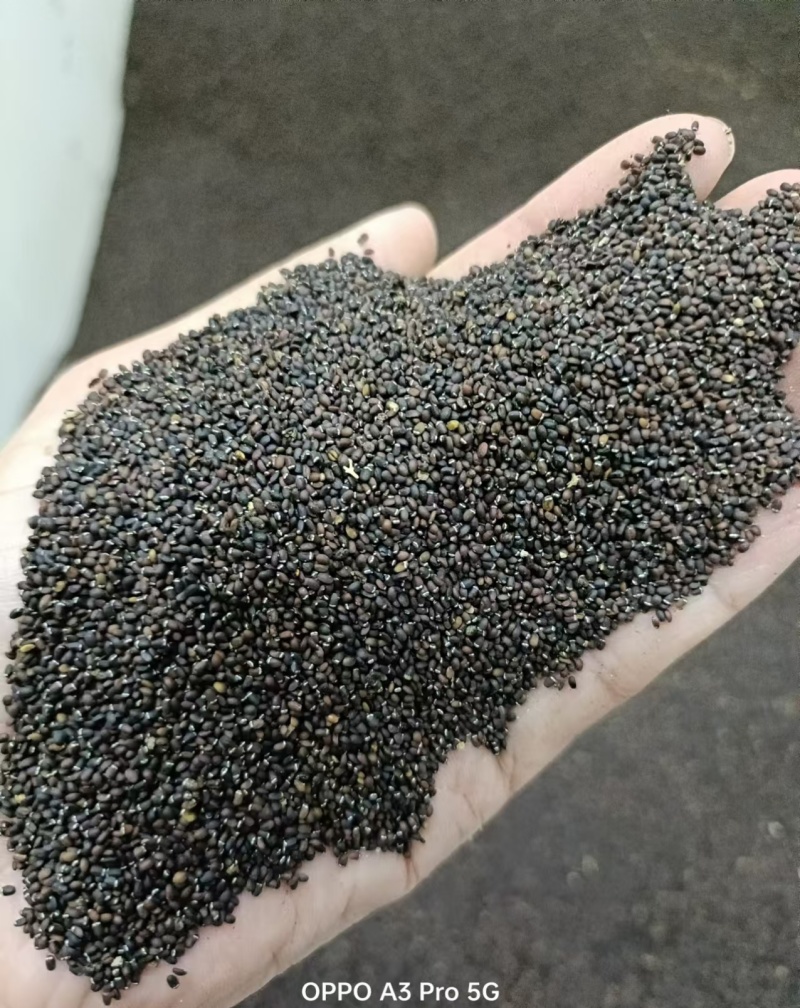 猫薄荷种子种籽四季阳台盆栽香草食用观赏猫薄荷猫草小麦草种