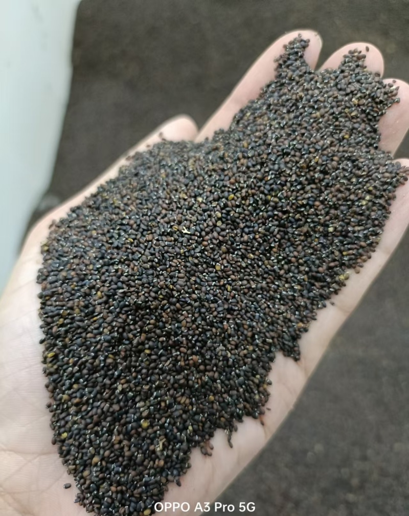 猫薄荷种子种籽四季阳台盆栽香草食用观赏猫薄荷猫草小麦草种