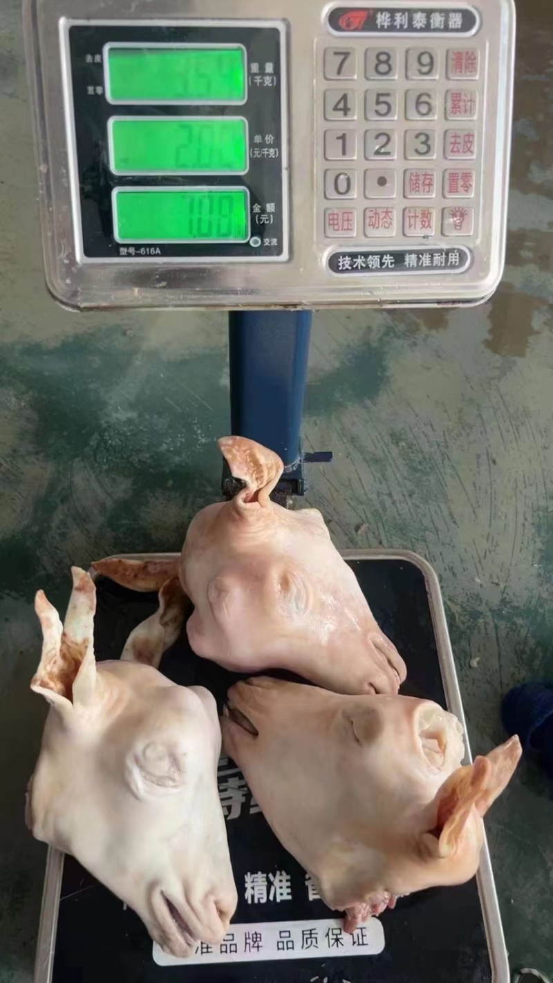 水退山羊头羔子头一手货源全国冷链发货质量保证