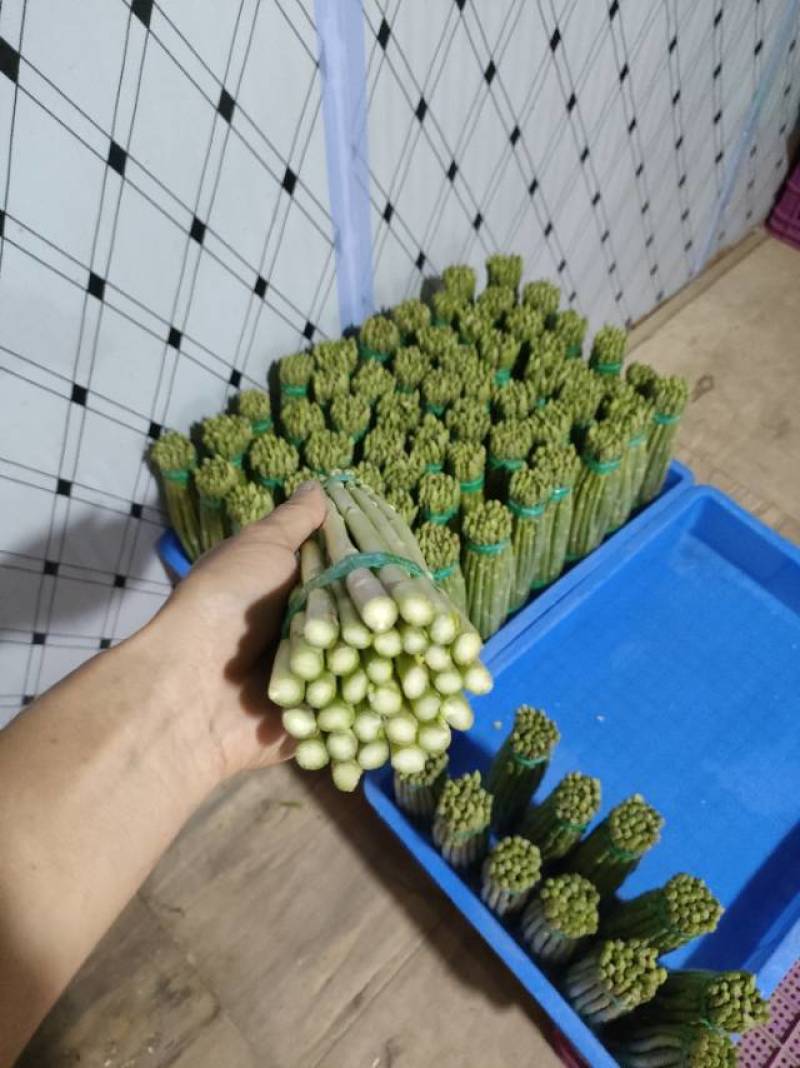 通货芦笋（千亩基地）