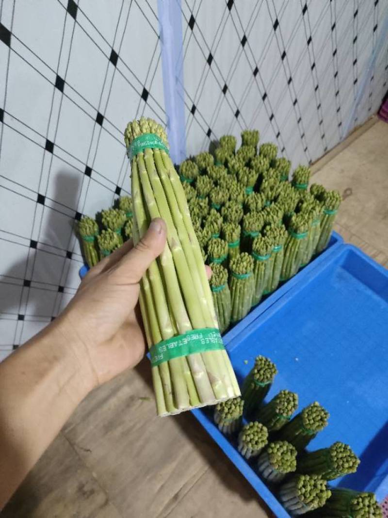 通货芦笋（千亩基地）