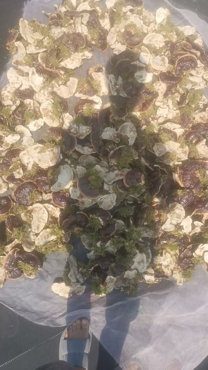 产地货源金边香芝，热卖一件代发欢迎选购