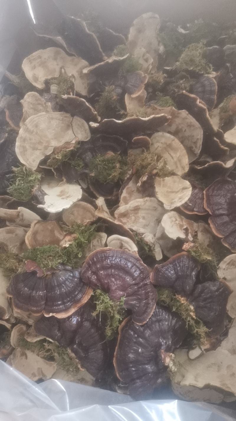 产地货源金边香芝，热卖一件代发欢迎选购