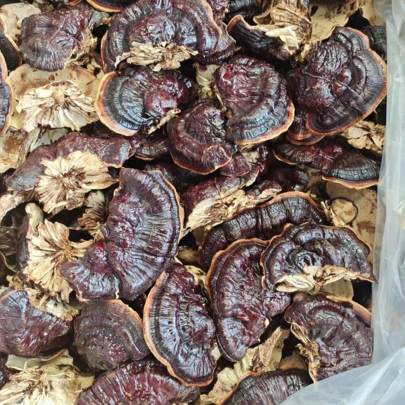 产地货源金边香芝，热卖一件代发欢迎选购