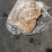 羔羊免洗纯黄毛肚40斤1件精品免洗黄毛肚纯干货量大优惠