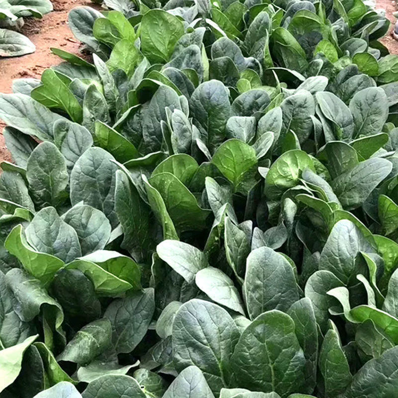 鼎优农业优菠046菠菜种子圆叶浓绿油亮大叶菠菜种籽春秋播