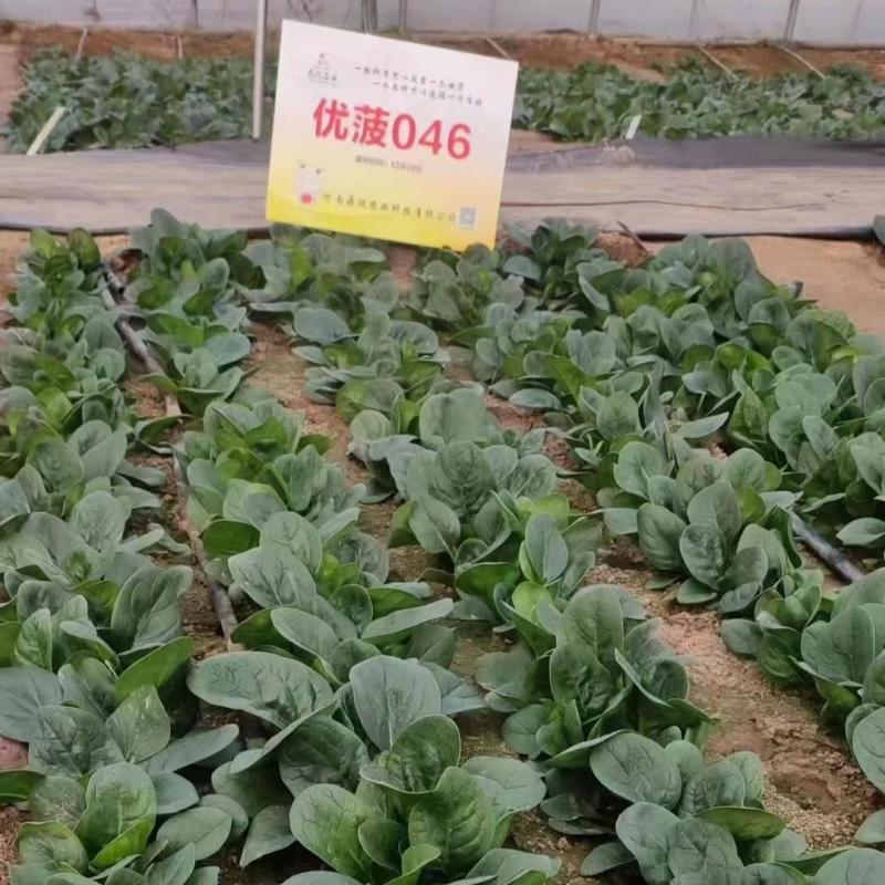 鼎优农业优菠046菠菜种子圆叶浓绿油亮大叶菠菜种籽春秋播