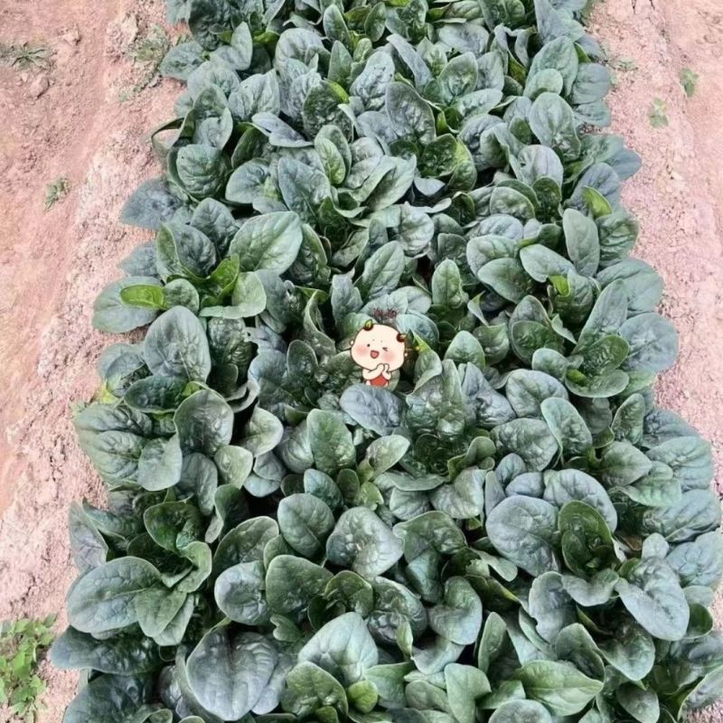 鼎优农业优菠046菠菜种子圆叶浓绿油亮大叶菠菜种籽春秋播