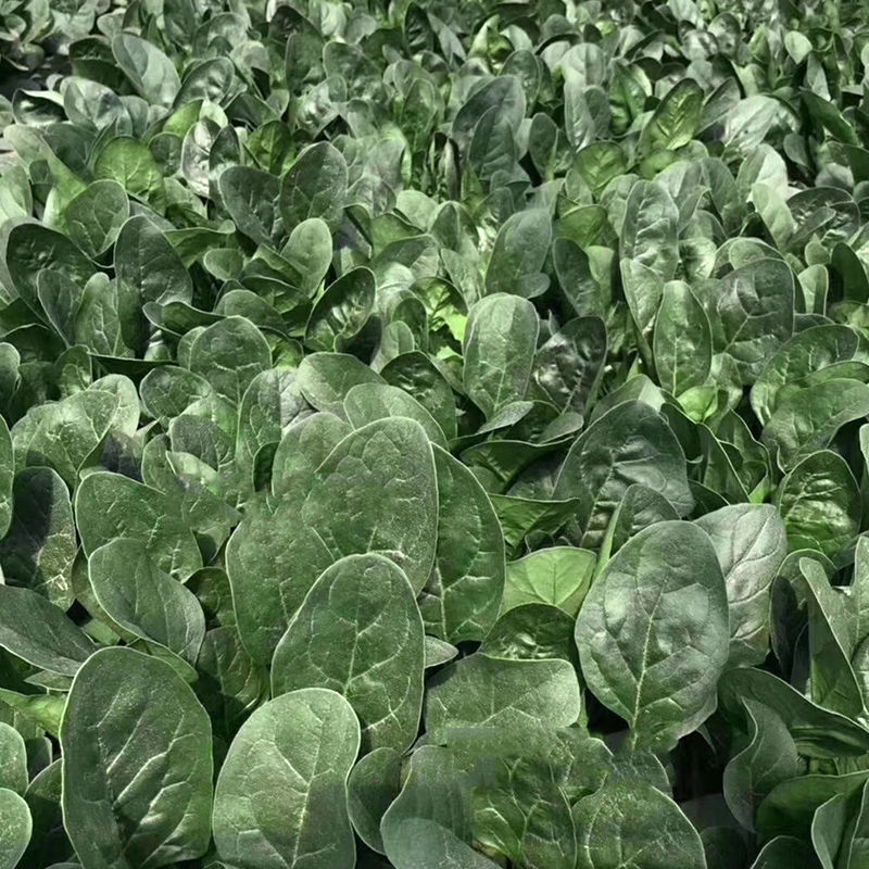 鼎优农业优菠046菠菜种子圆叶浓绿油亮大叶菠菜种籽春秋播