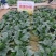 鼎优农业优菠046菠菜种子圆叶浓绿油亮大叶菠菜种籽春秋播