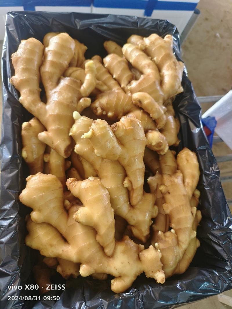 山东鲜姜，块大色正，一手货源，大量现货，产地直发，