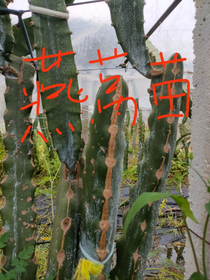 广西燕窝果苗规格全按需配货对接各级客商成活率高