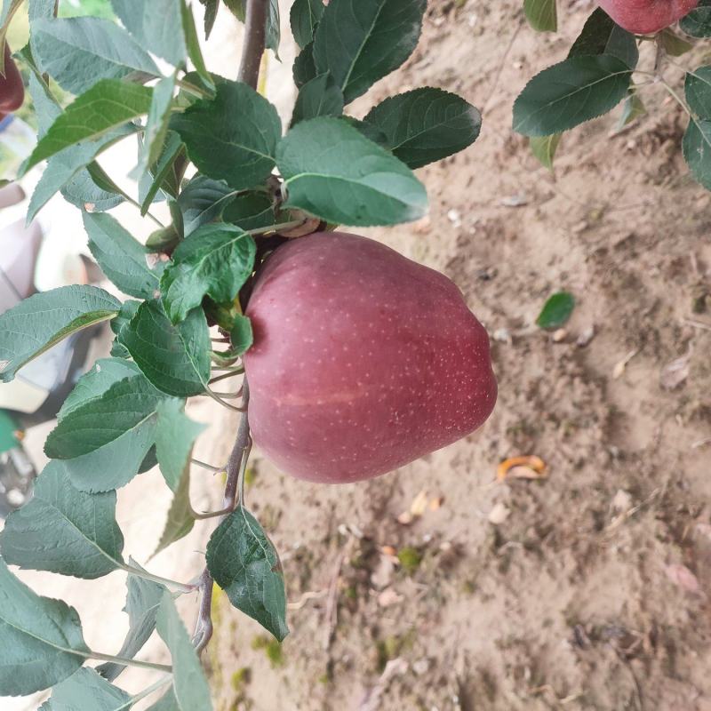 一件代发天花牛苹果产园直供地支持各种快递可供应各种超