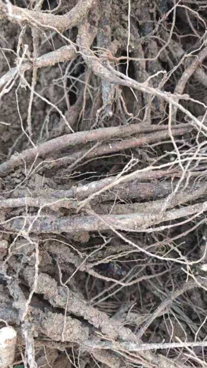 芍药根基地直发保质保量供货欢迎咨询选购