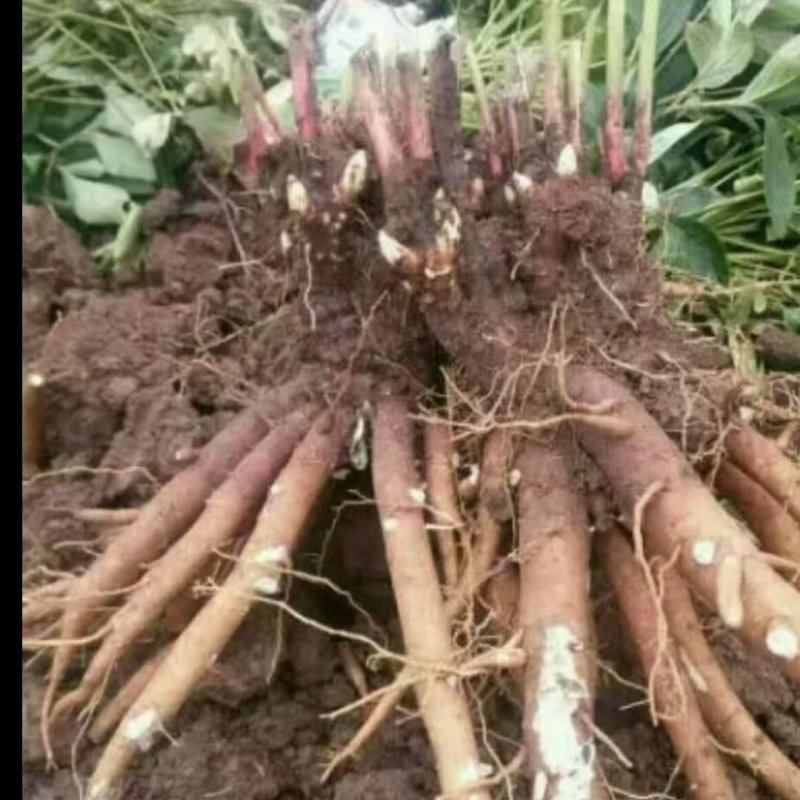 芍药根基地直发保质保量供货欢迎咨询选购