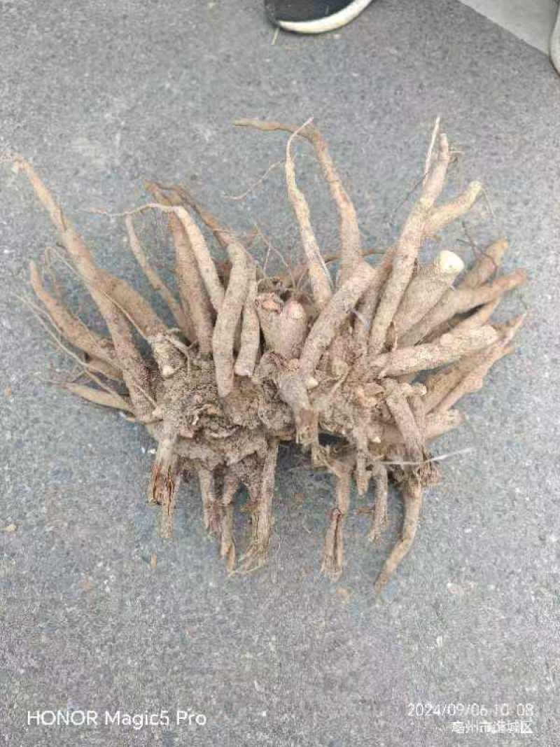 芍药根基地直发保质保量供货欢迎咨询选购