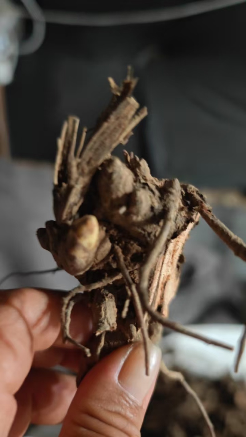 芍药根基地直发保质保量供货欢迎咨询选购
