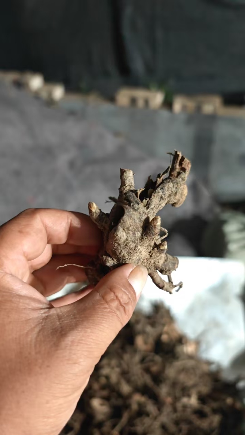 芍药根基地直发保质保量供货欢迎咨询选购