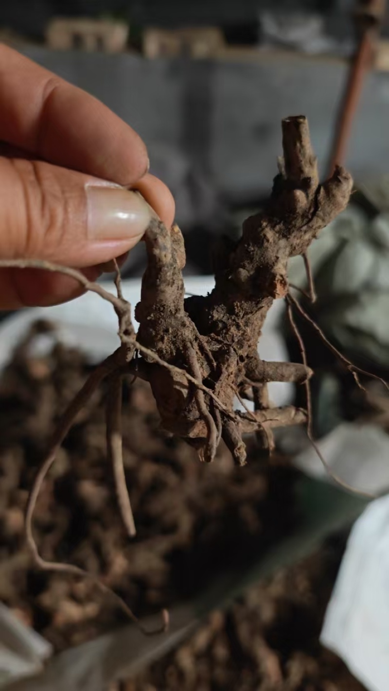 芍药根基地直发保质保量供货欢迎咨询选购