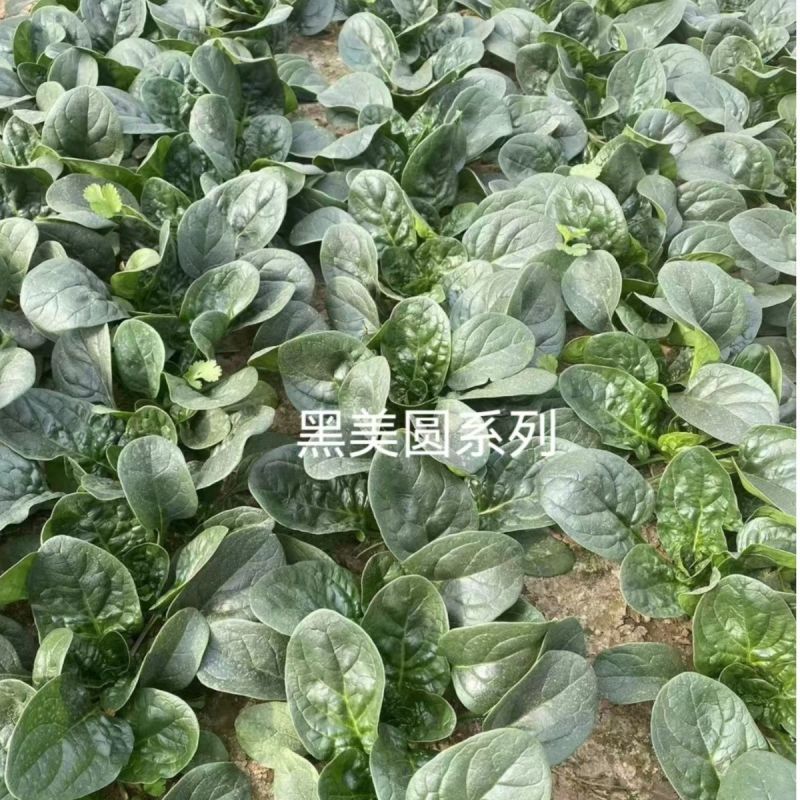 抗病黑美圆趴地菠菜种子叶色墨绿圆叶厚肉生长快速高产