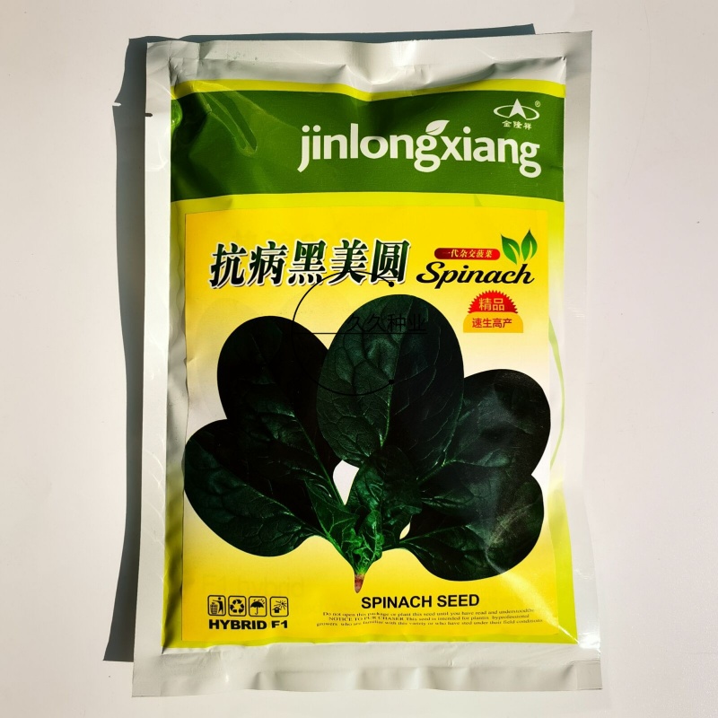抗病黑美圆趴地菠菜种子叶色墨绿圆叶厚肉生长快速高产