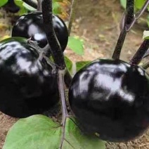 精品圆茄量大从优质量保证对接全国欢迎咨询