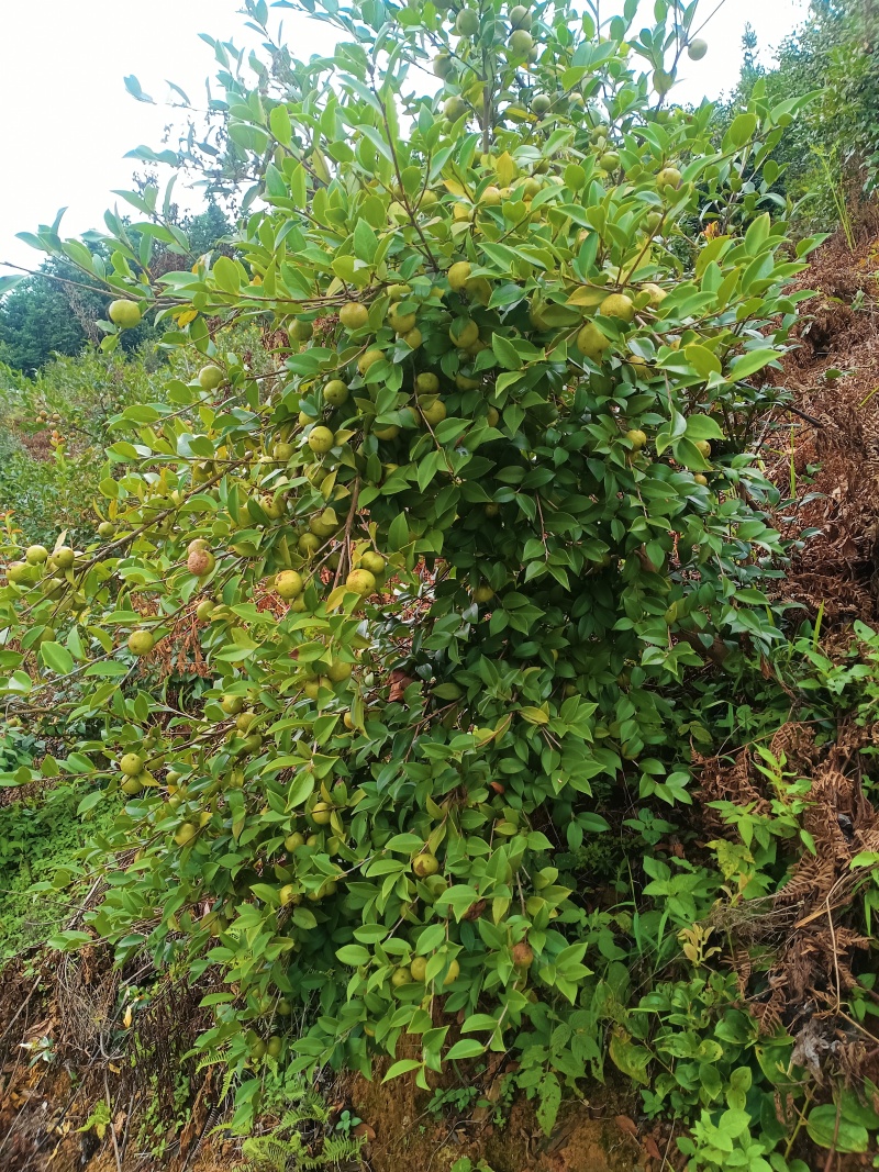 精品油茶鲜果，自己的种植基地，品质保证，产地直销量大从优