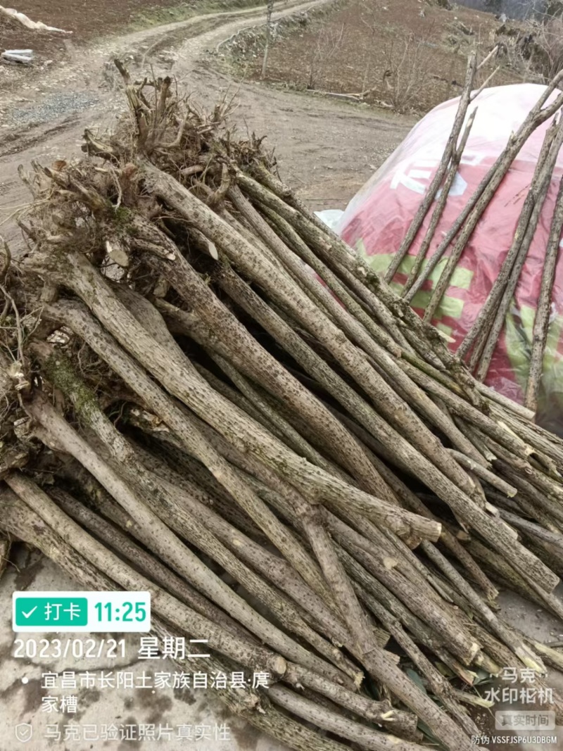 五彩锦带，基地直供，量大从优，欢迎致电联系。