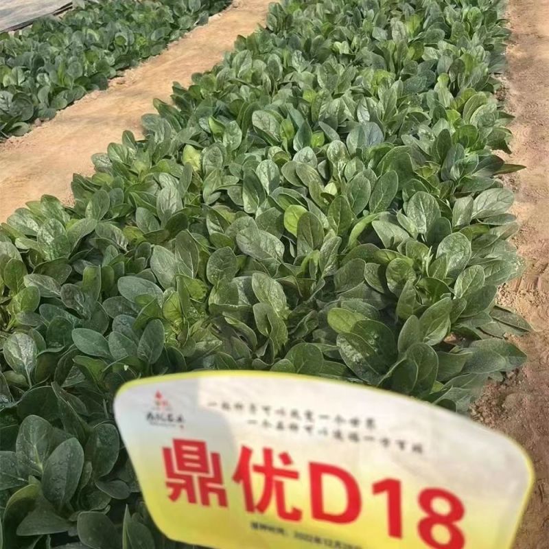 鼎优D18进口直立菠菜种子中熟产量高长势强高产抗病耐寒