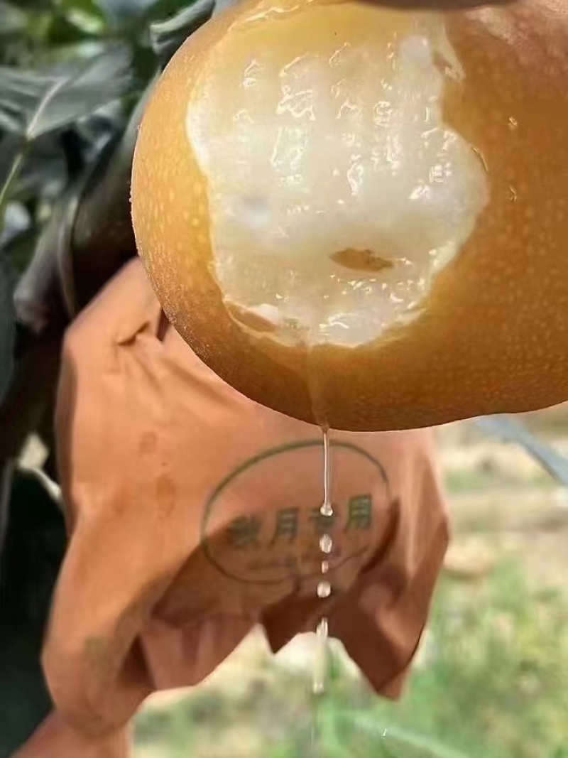 晚秋梨秋月梨大量上市货源充足，按质量规格论价。
