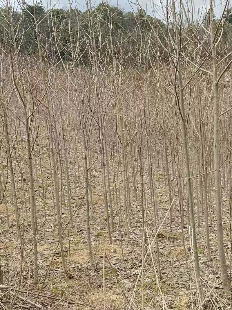 马褂木苗，基地直供，包成活率，欢迎致电联系咨询。