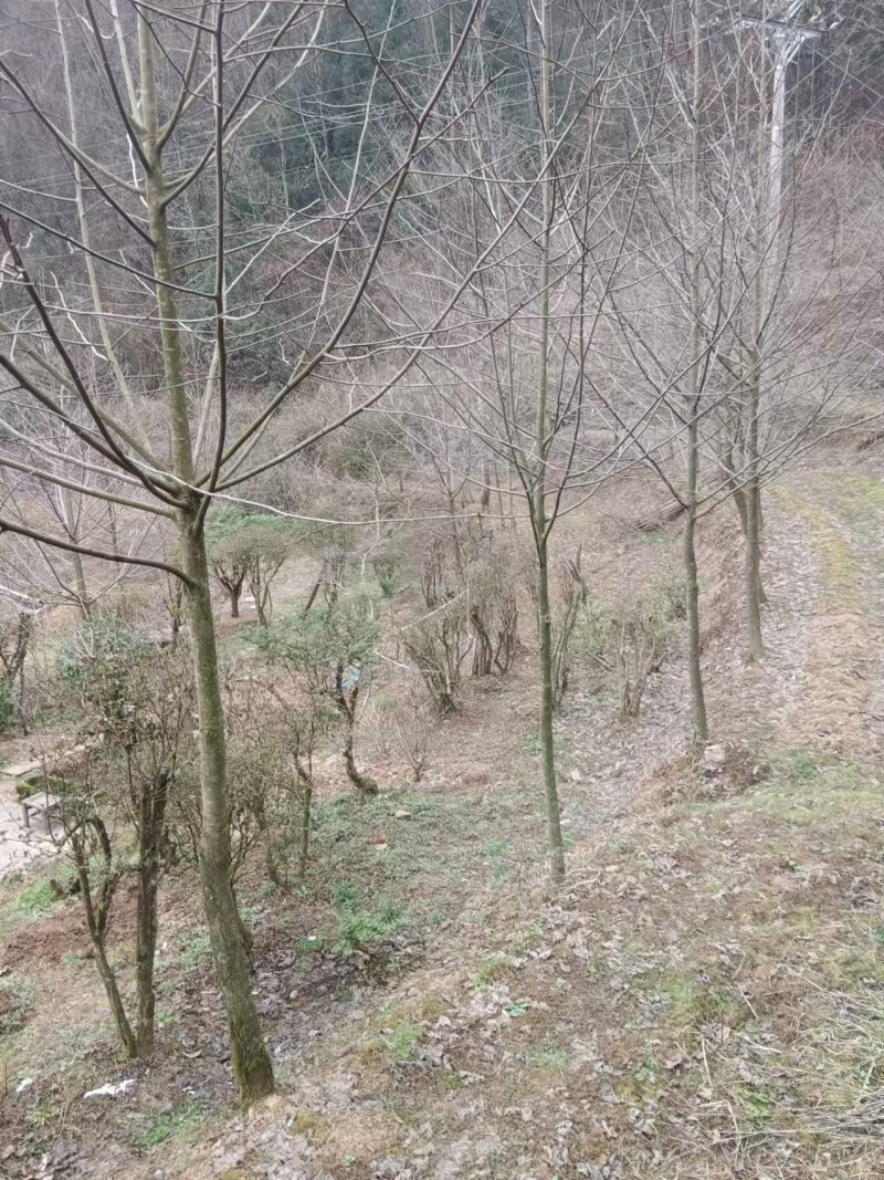 马褂木苗，基地直供，包成活率，欢迎致电联系咨询。