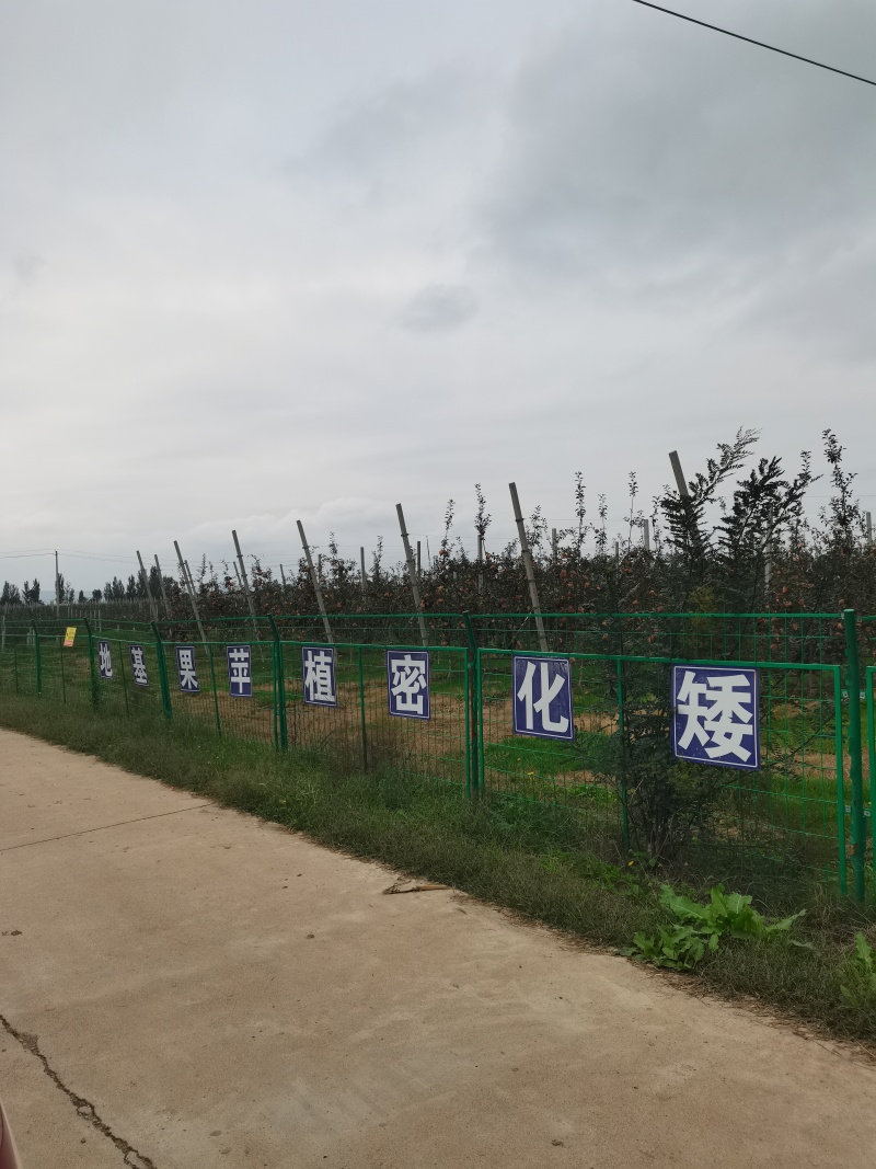 甘肃平凉的纸袋红富士苹果，品质保证***********