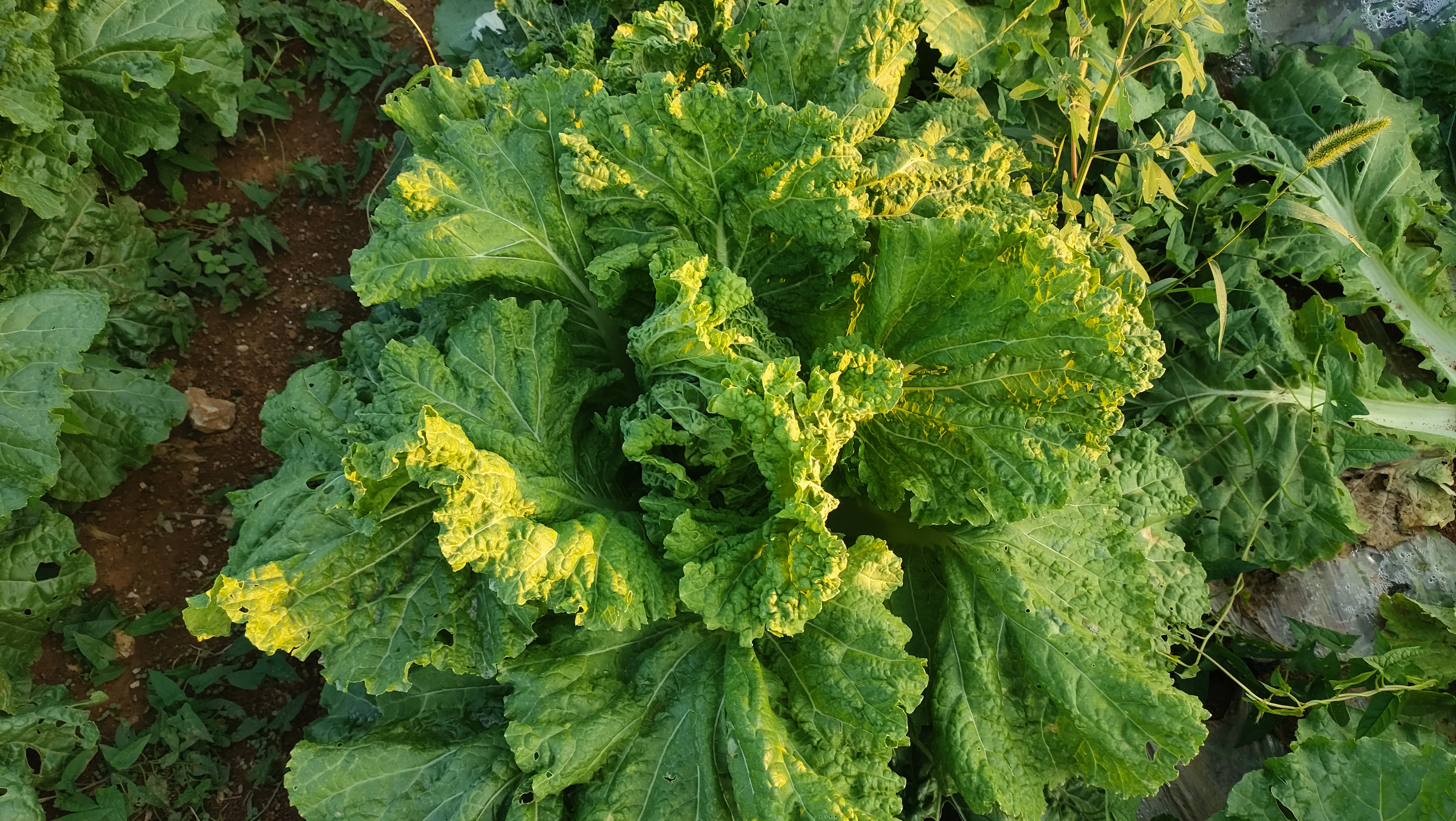 展示‘秋黄’完整植株及其内部金黄色菜芯的高清图片 韩国黄心大白菜秋黄品种展示图