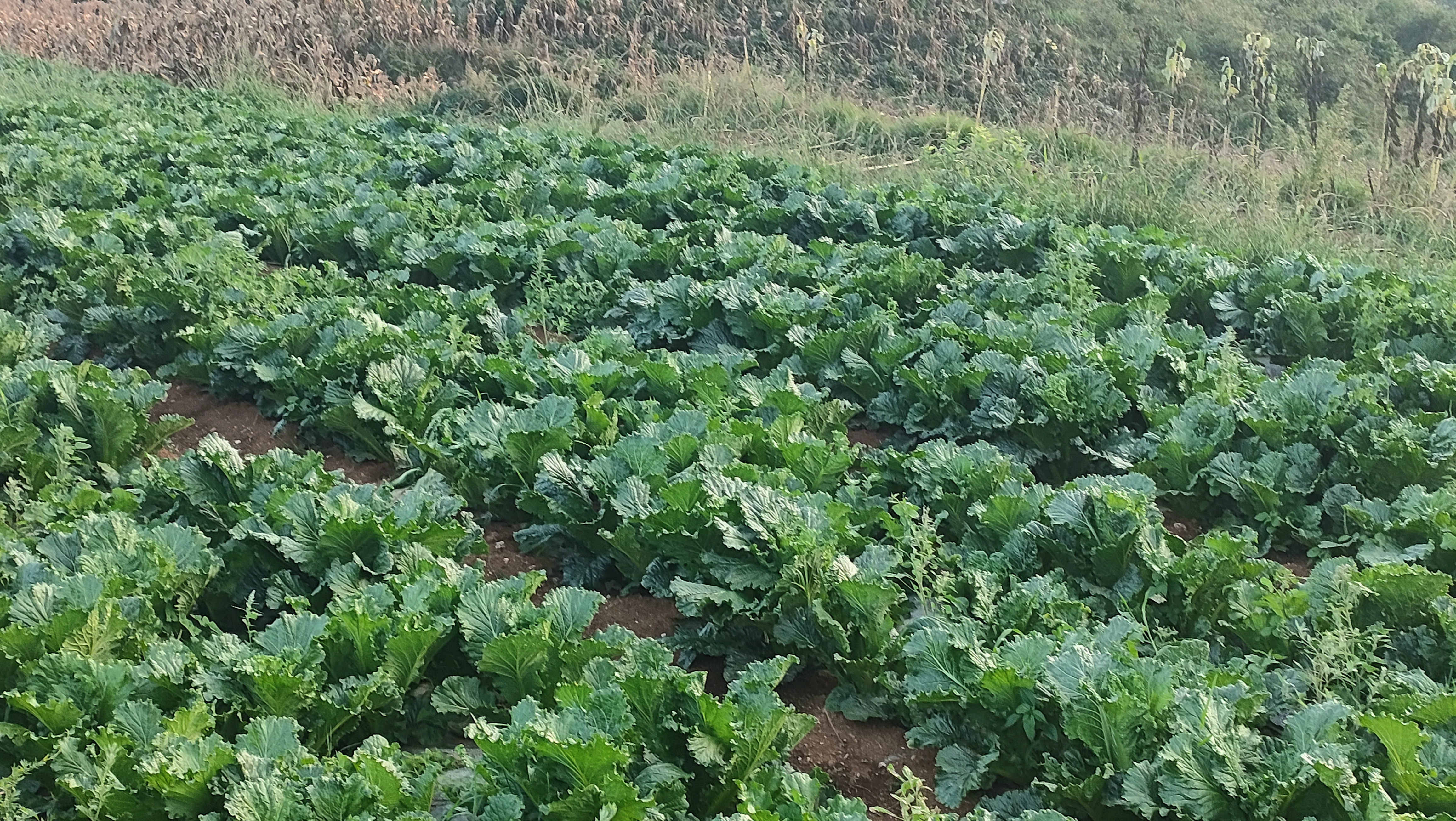秋季白菜定植图,展示白菜苗在田间的分布和行距 秋季白菜定植图