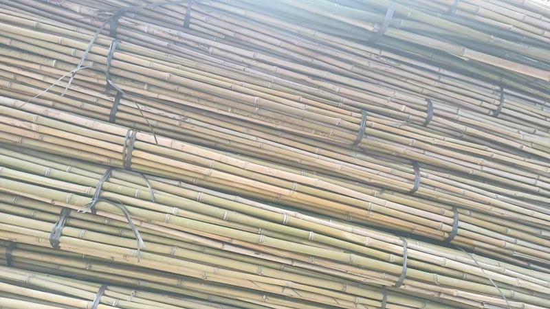 广西省贺州市富川县精品竹子大量供应，量大从优规格齐全