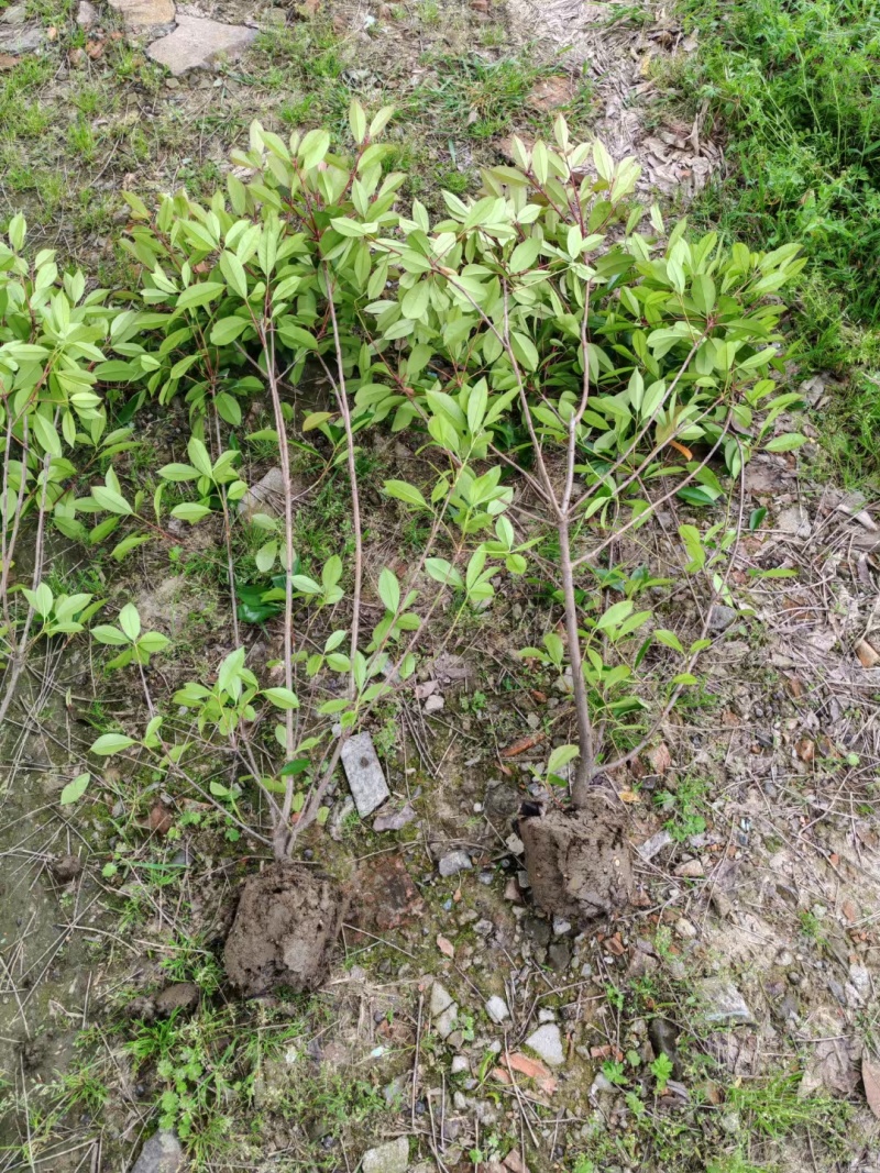 红叶石楠绿蓠芭高度1.2、1.5m，基地有量，价格优惠。