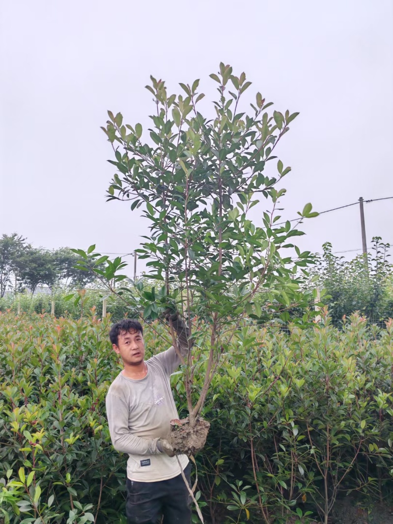 红叶石楠绿蓠芭高度1.2、1.5m，基地有量，价格优惠。