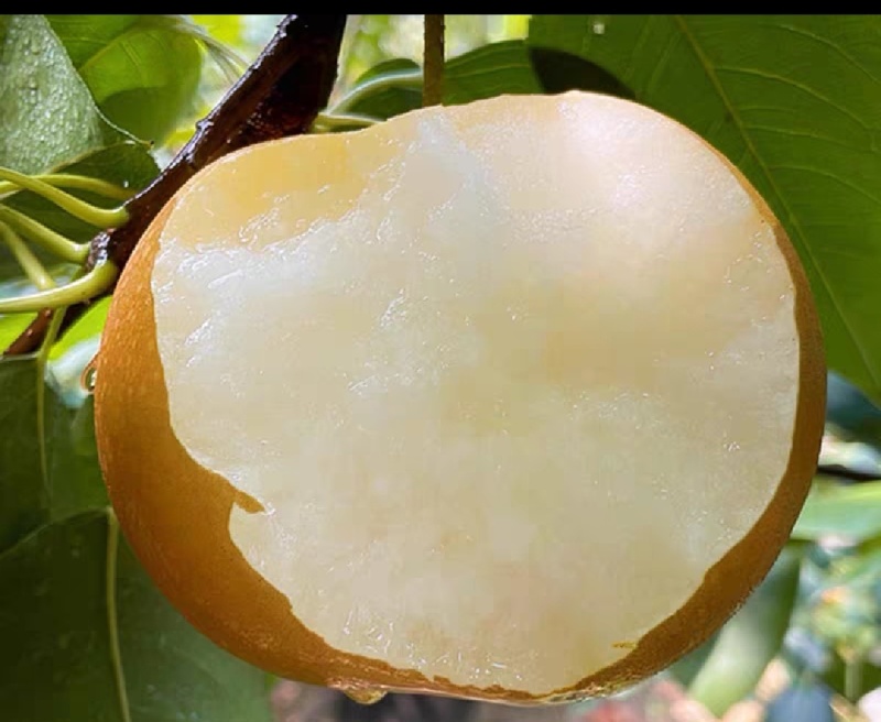 新鲜大连秋月梨，甜脆多汁，**特惠！