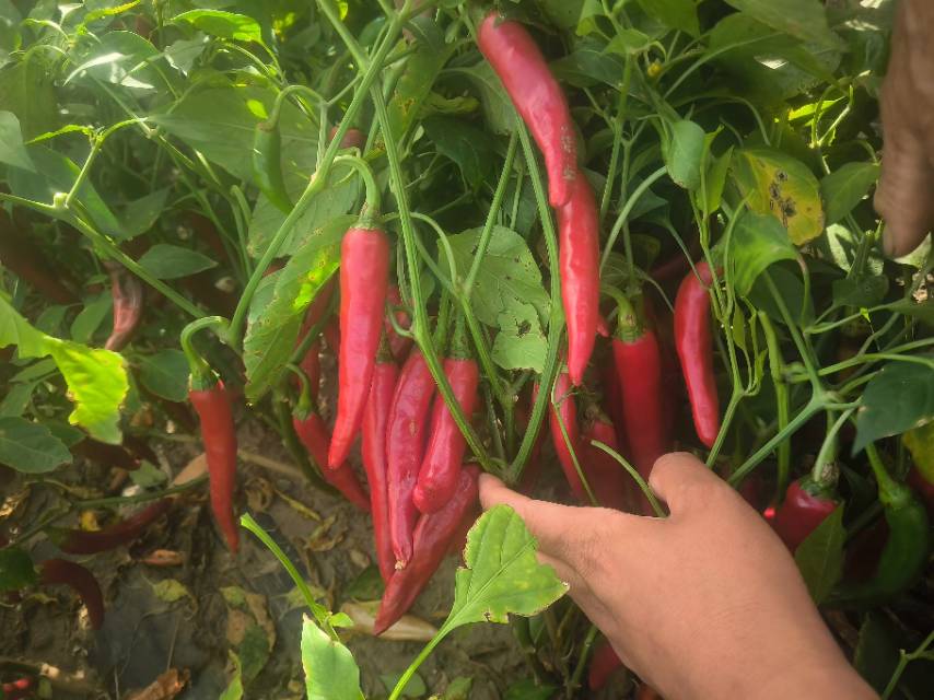 金塔辣椒田间生长实景